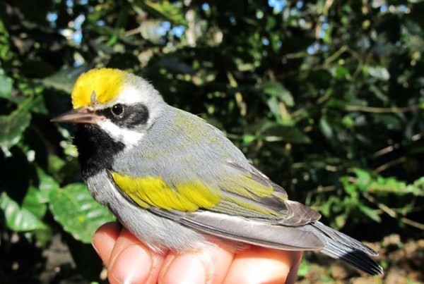 golden-wing-warblers