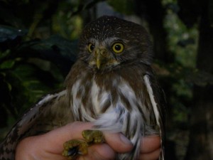 Ferruginous Pygmy-Owl