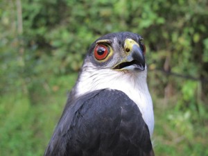 White-breasted Hawk