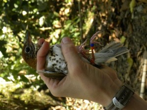 Wood Thrush bird