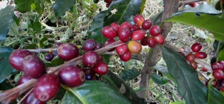 coffee-cherries