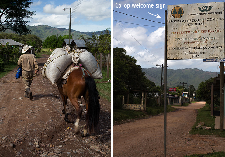 coffee-farm-horse