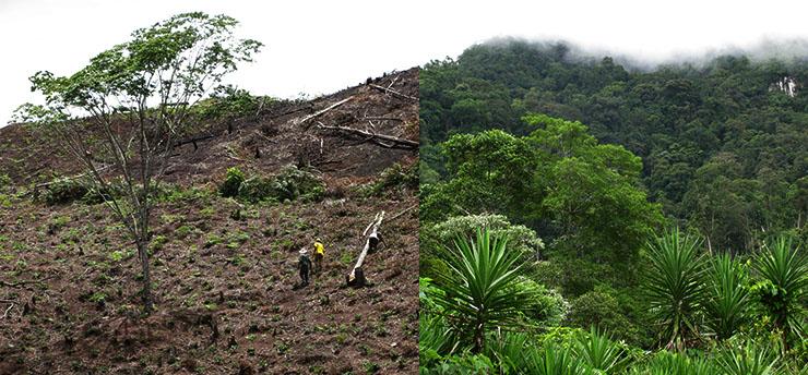 deforestation of the rainforest from coffee