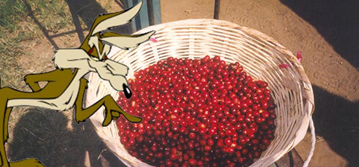 Coyotes threaten sustainable coffee