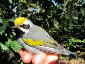 golden-wing-warblers