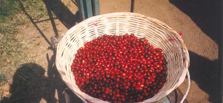 Harvest Series #2: Picking the Coffee Cherries