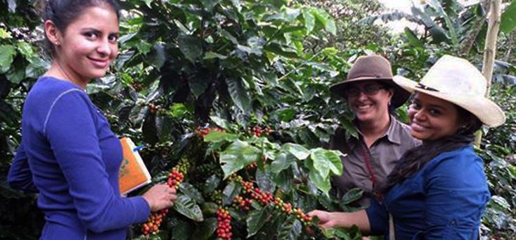 harvesting-coffee farms