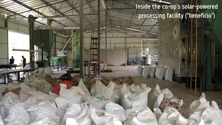 inside-solar-drying-coffee-farm