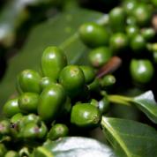 organic-coffee-beans-plant