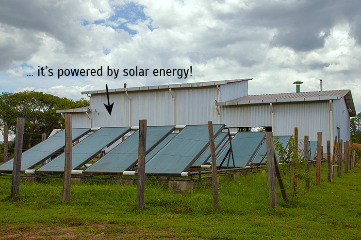 solar-power-coffee-drying